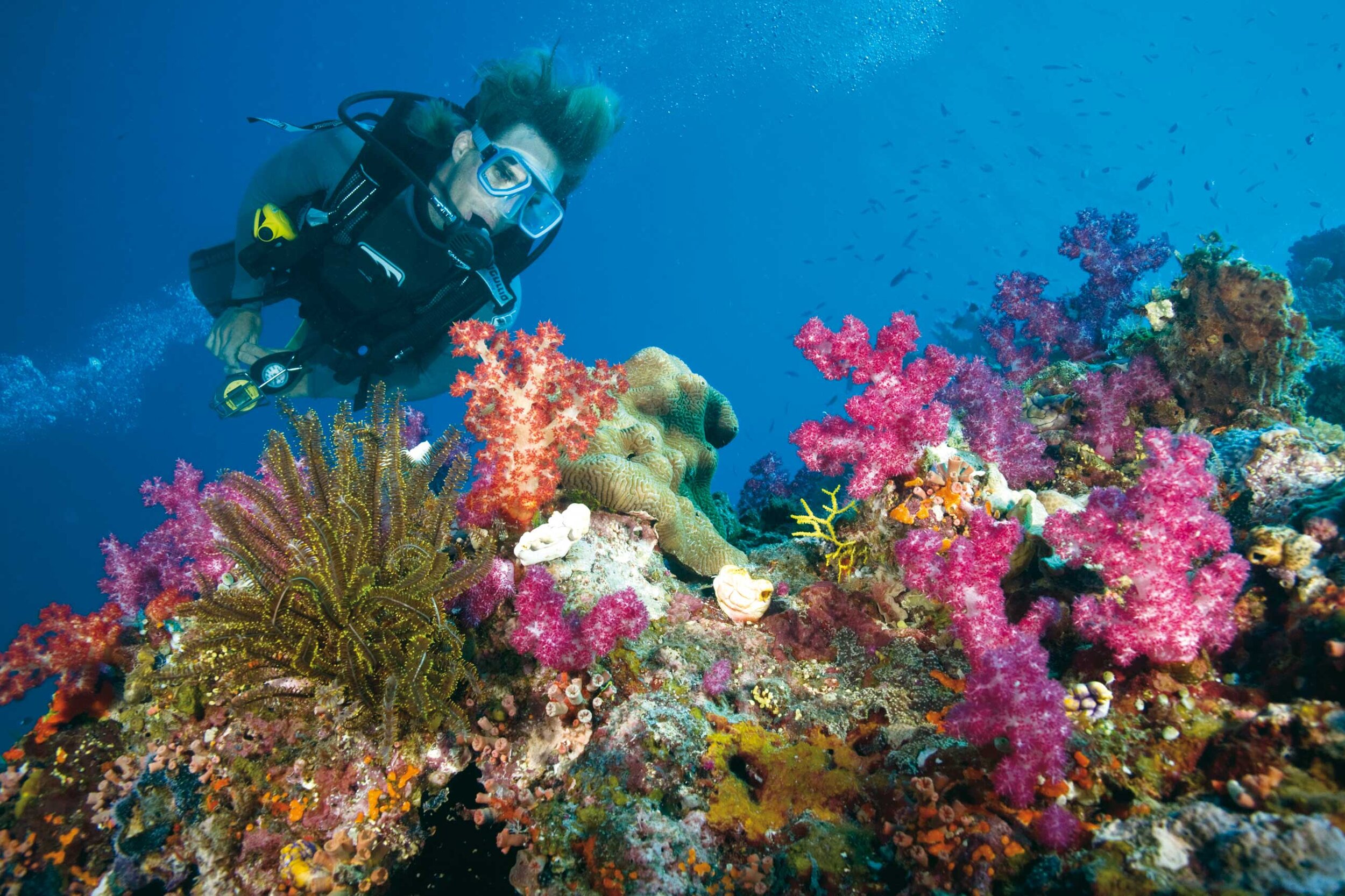 Great_Barrier_Reef_Port_Douglas_Diving.jpg