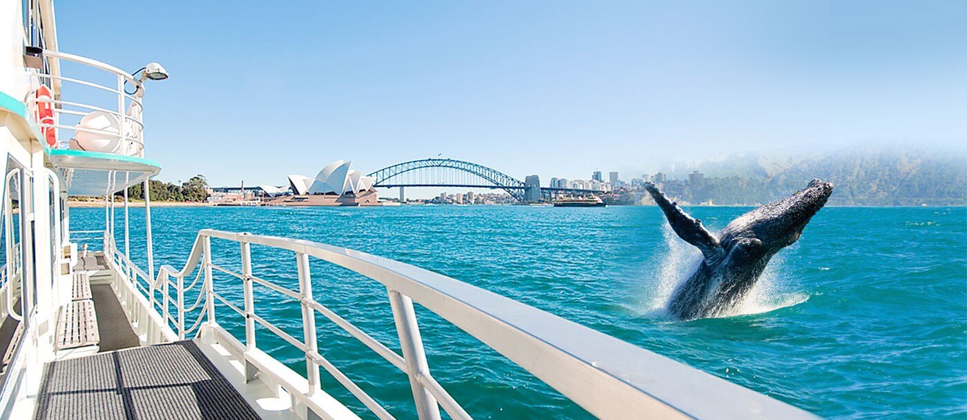 oz-whale-watching-sydney-harbour-lunch.jpg