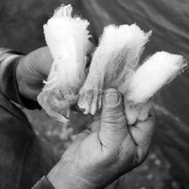U.S. Merino Wool