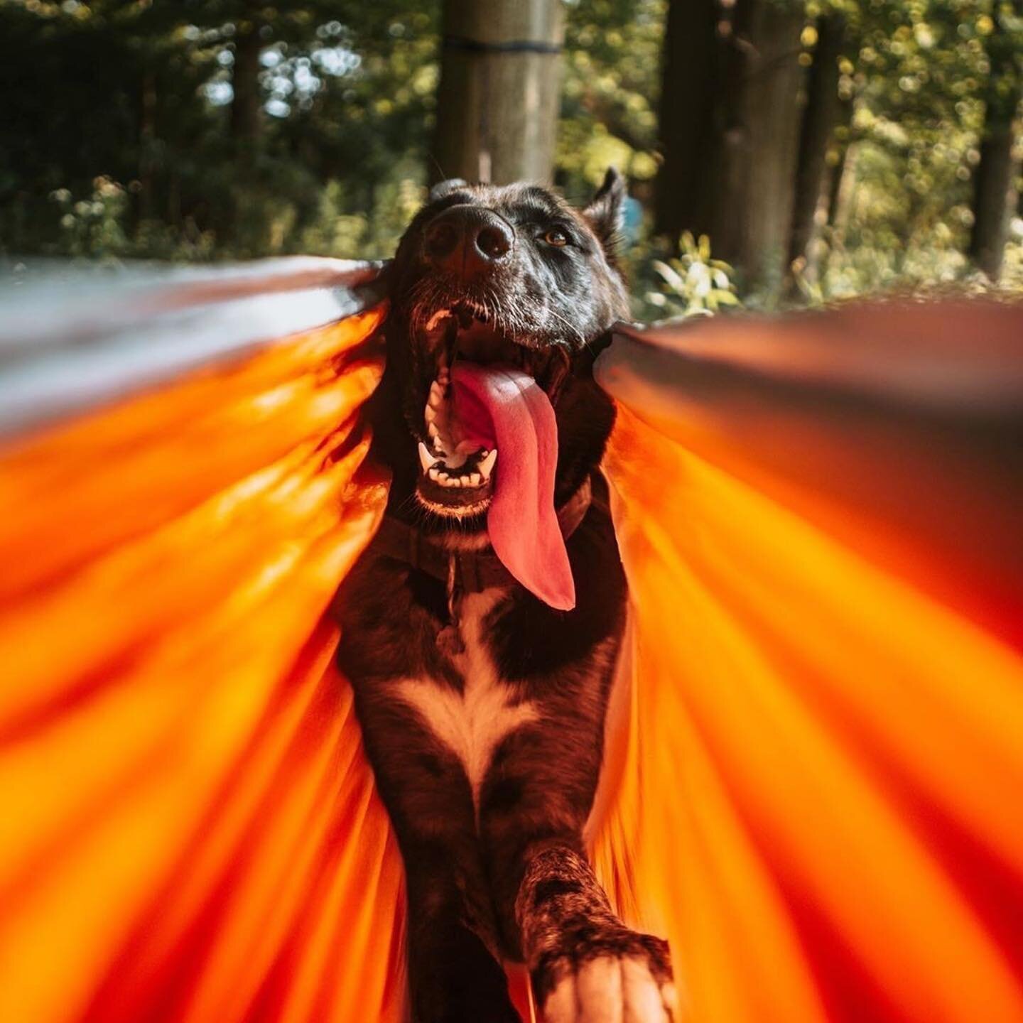 #Repost @enohammocks 
You&rsquo;ve heard of #TacoTuesday&hellip; but have you ever experienced the &ldquo;burrito effect&rdquo; while hammocking? To avoid getting wrapped up by the edges of your hammock, make sure to choose trees 10-15 feet apart, ha