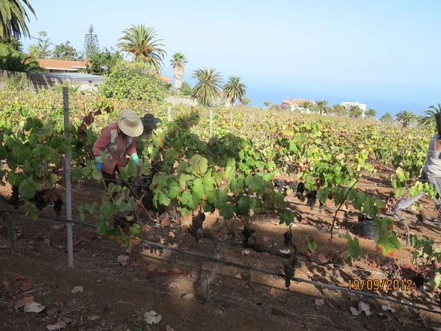 Finca la Hornaca.jpeg