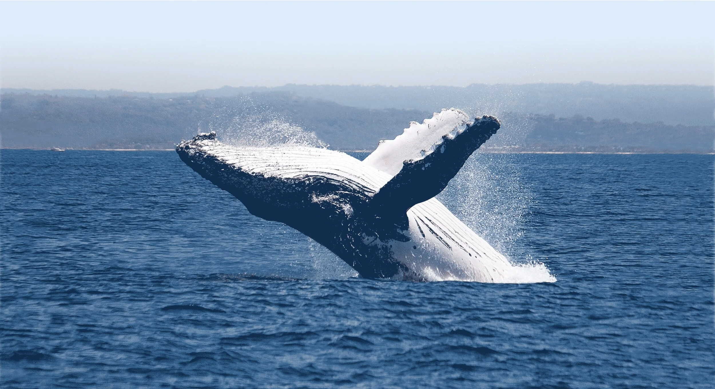 WhaleStraus.retouch2+%281%29.jpg