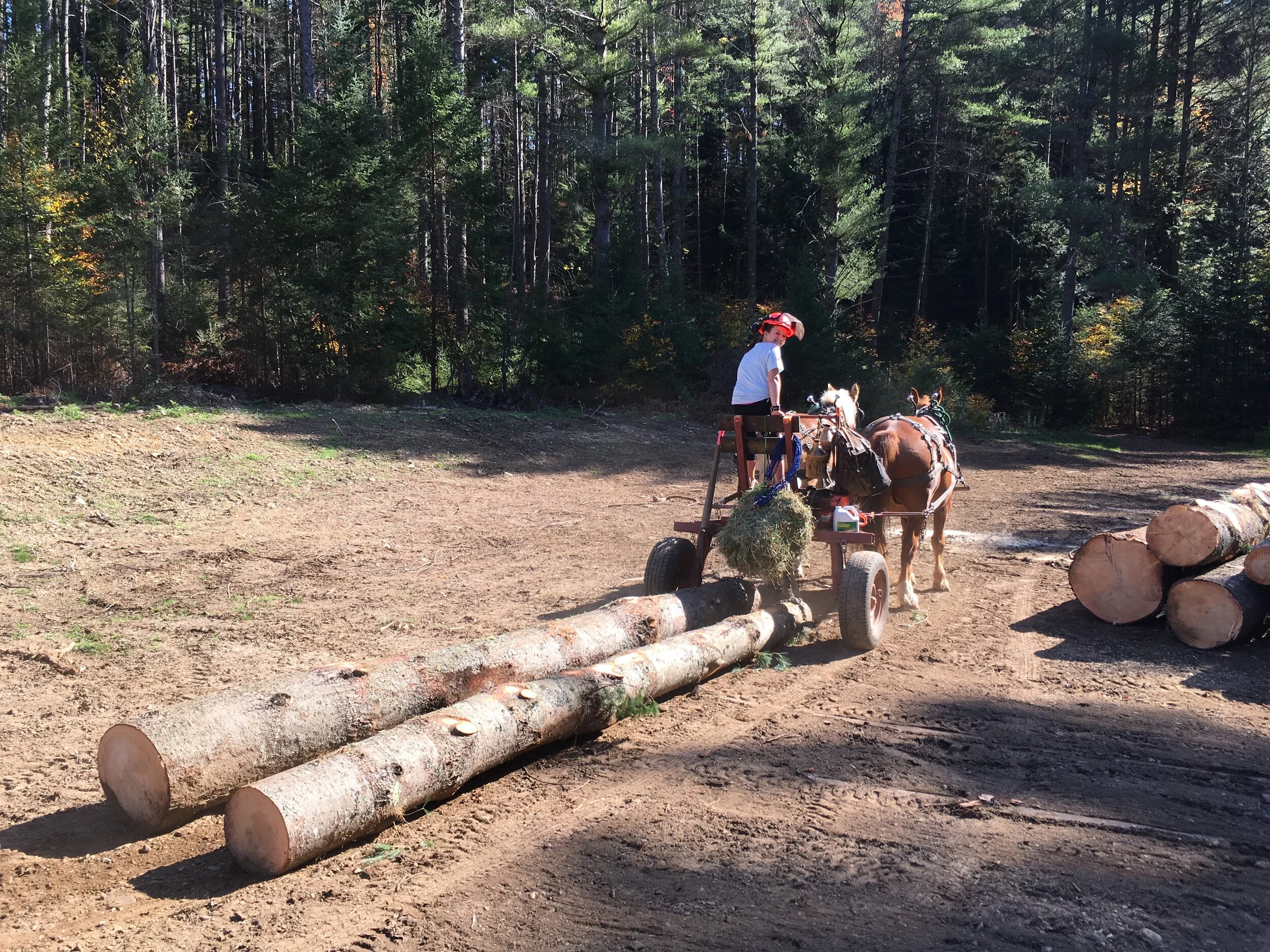 Horse Logging Equipment