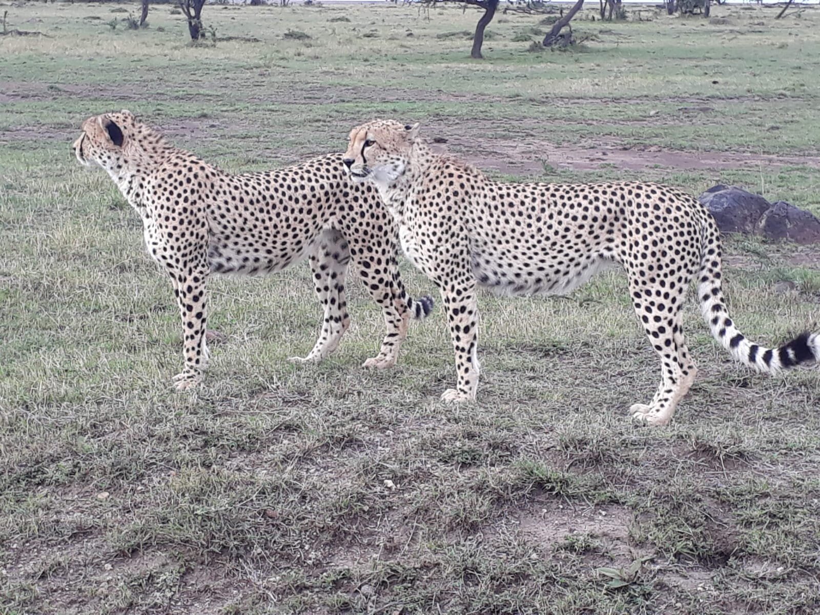 Two male cheetahs before a chase.