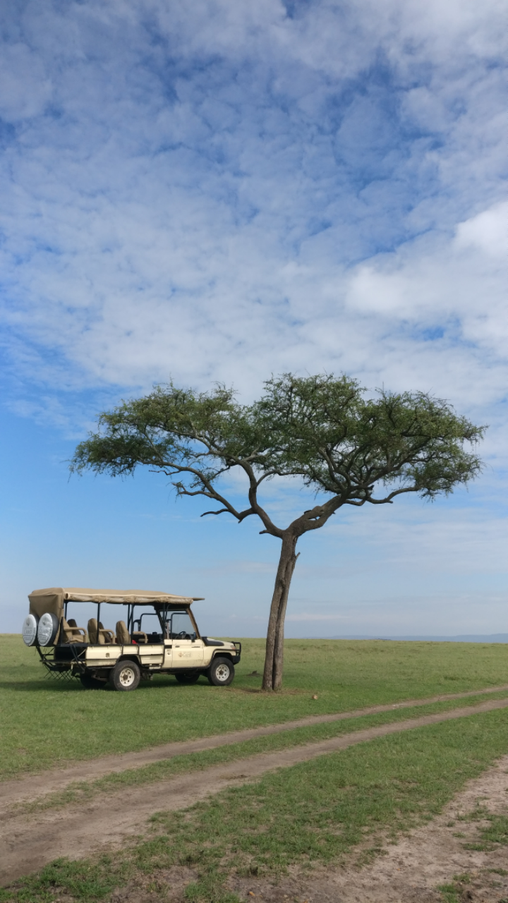 Safari drive in the Masai Mara.