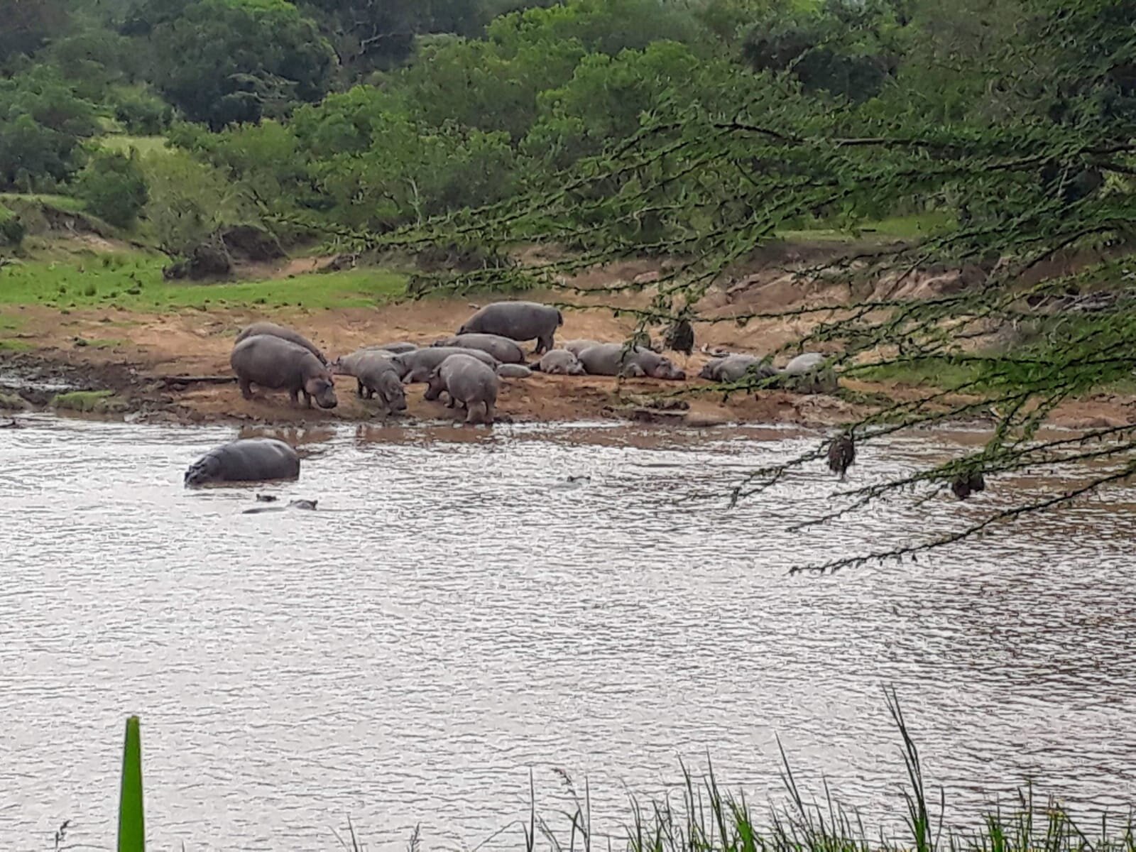 Hippos in the Mara River opposite Karen Blixen Camp, Kenya