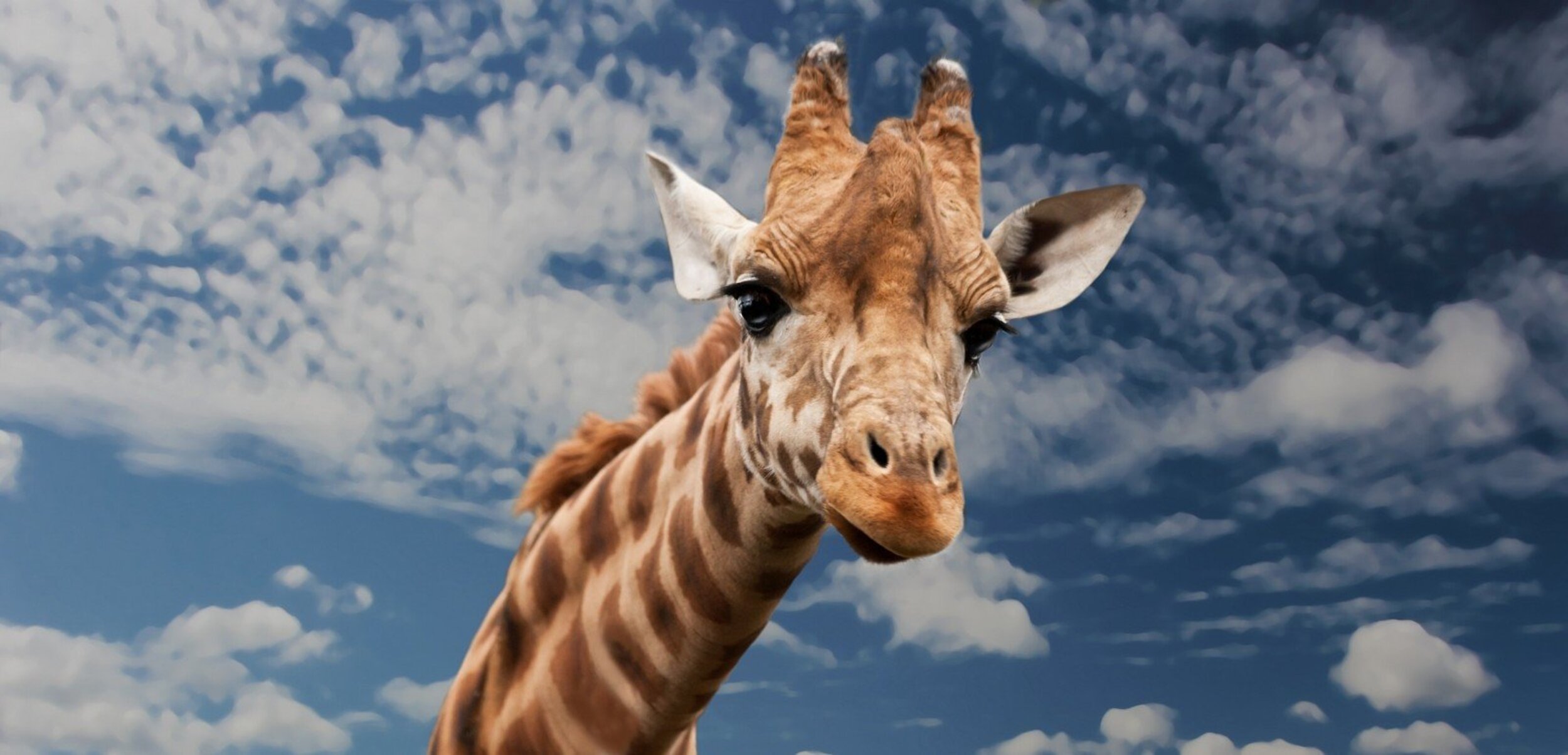 Giraffe wildlife safari.jpg