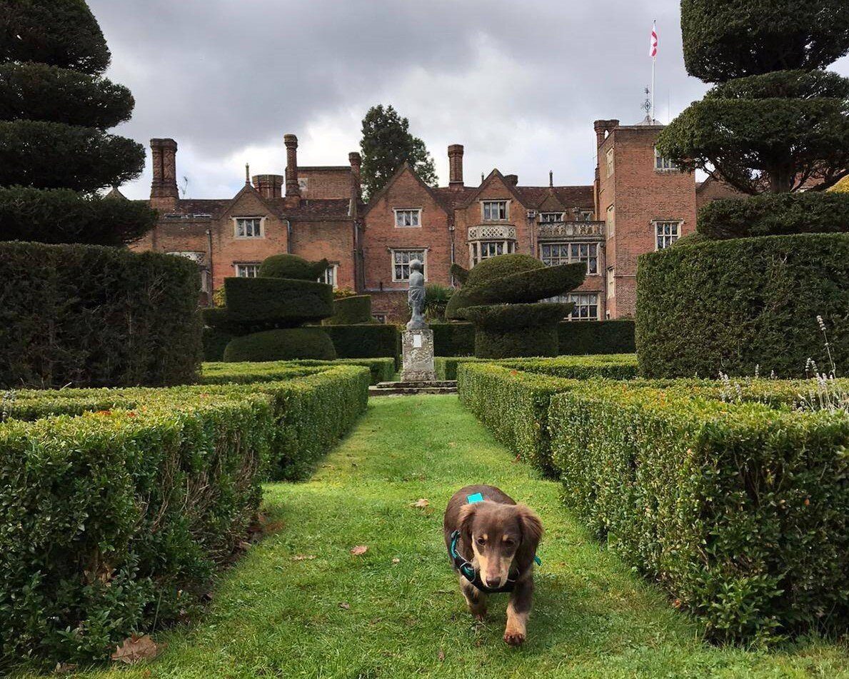Dog Friendly - Monty the Dachshund exploring the grounds.jpg
