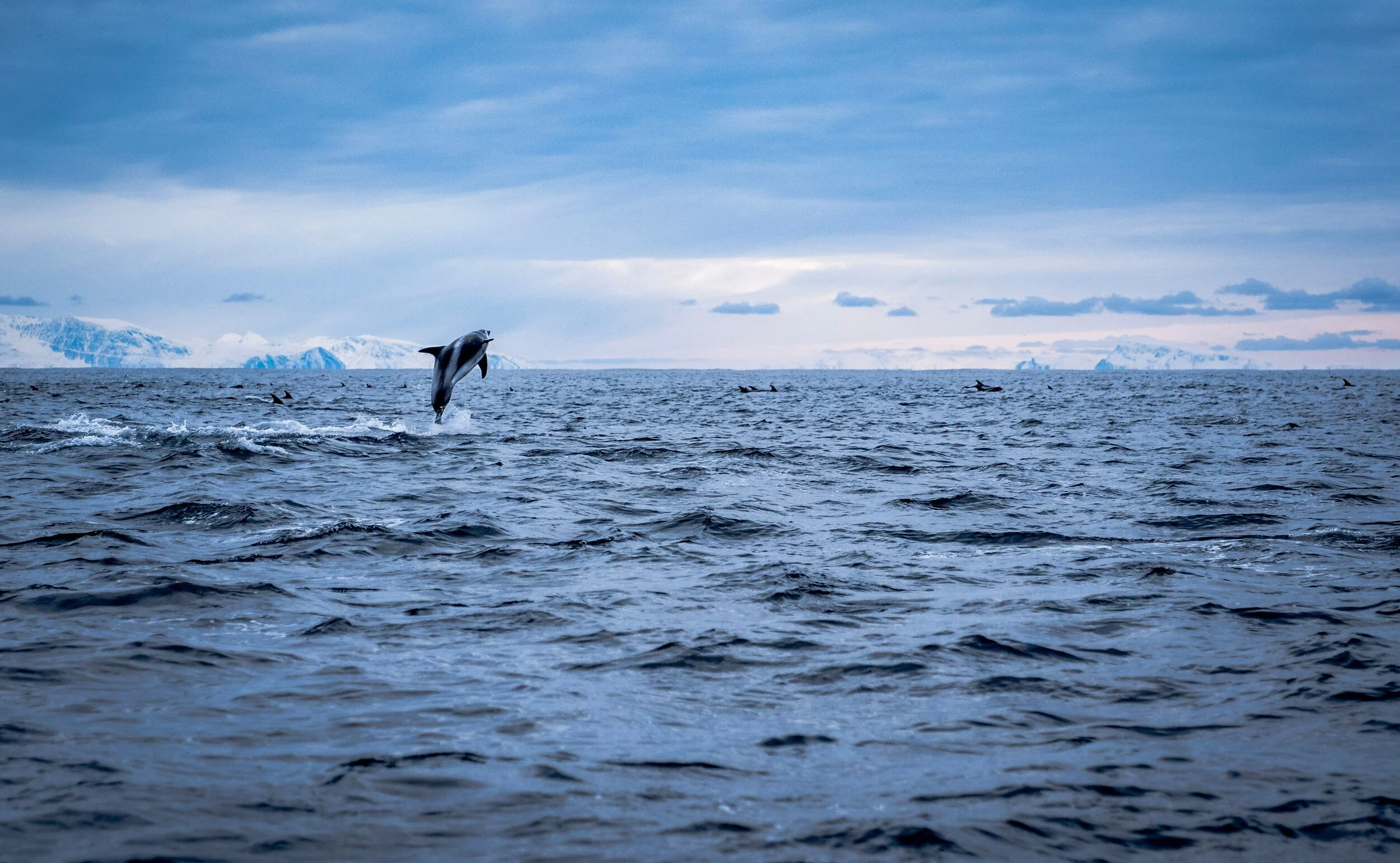 Cast your net wide! Sørøya caters for lovers of big fish and breathtaking nature - a fun introduction to angling for beginners