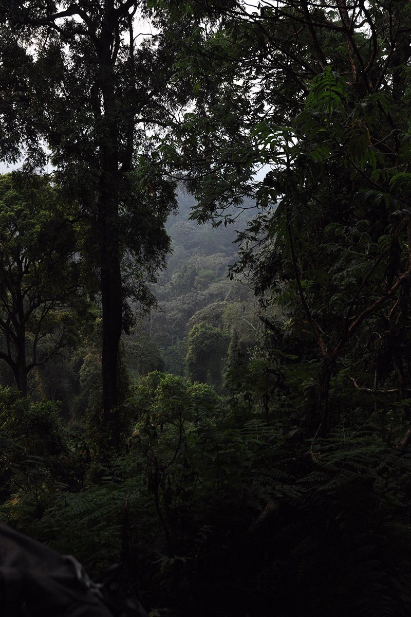 Nyungwe Forest National Park 