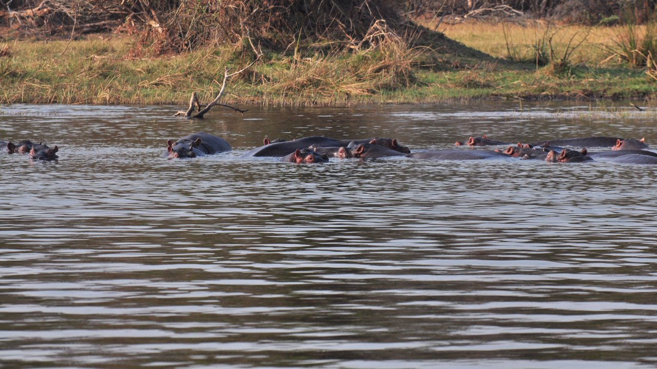Hippos2.jpg