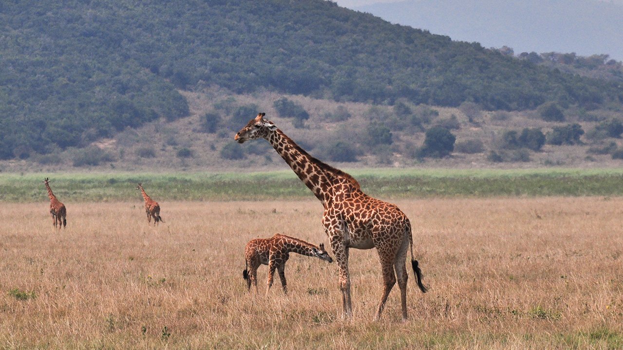 giraffes.jpg