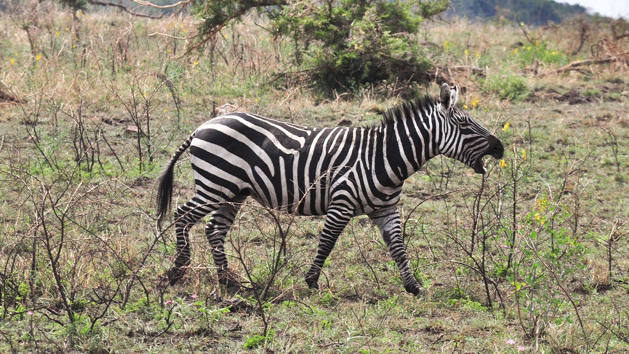 zebra.jpg