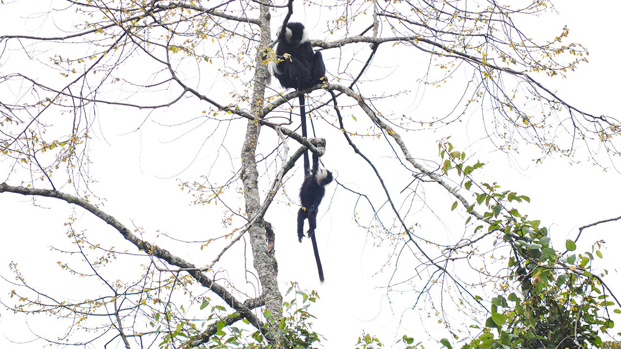 Colobus Monkeys 