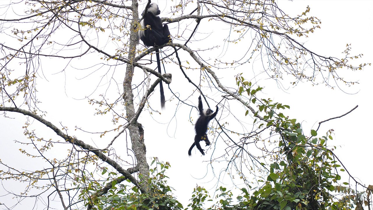 Colobus2.jpg