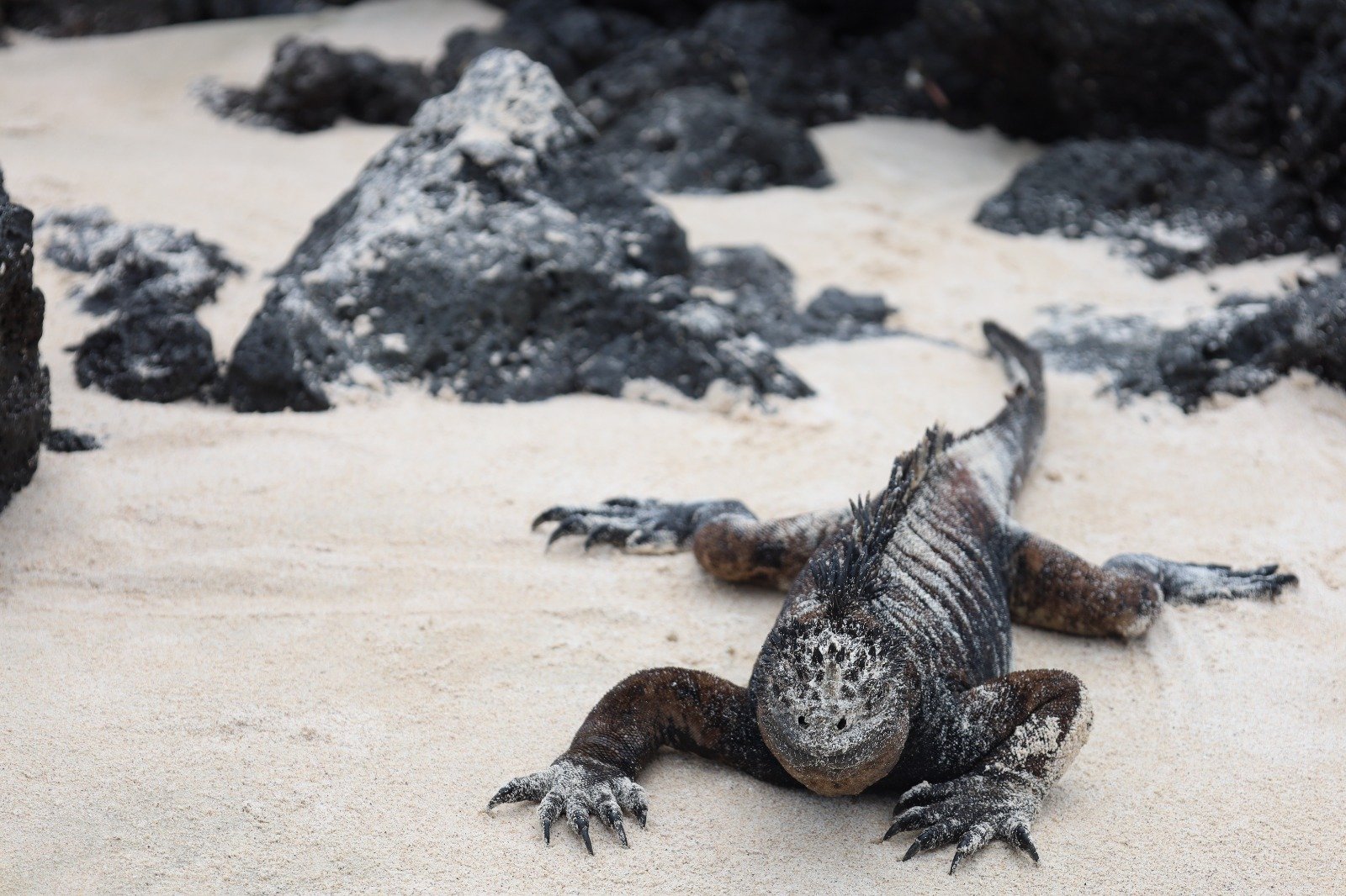 travel-matters-galapagos-blog (36).jpg