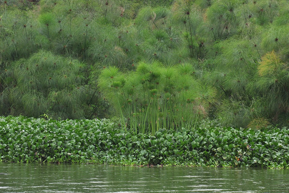 Papyrus on the Kazinga Channel