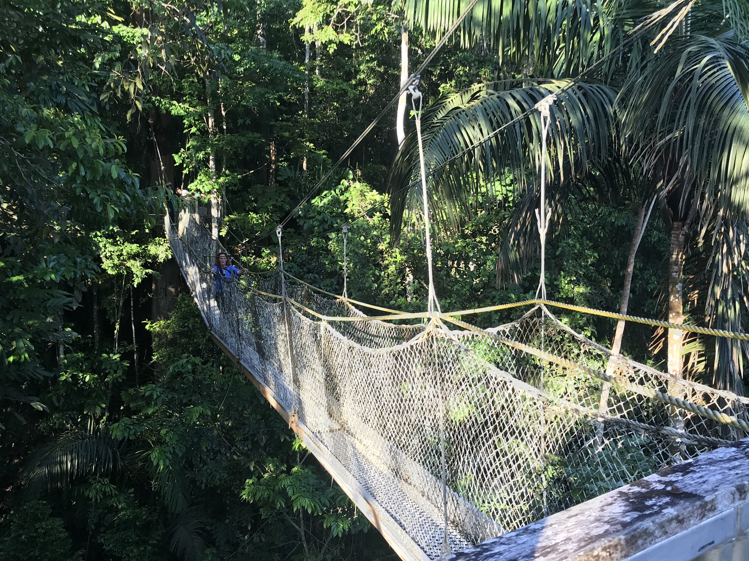 Canopy walkway - Atta Rainforest Lodge