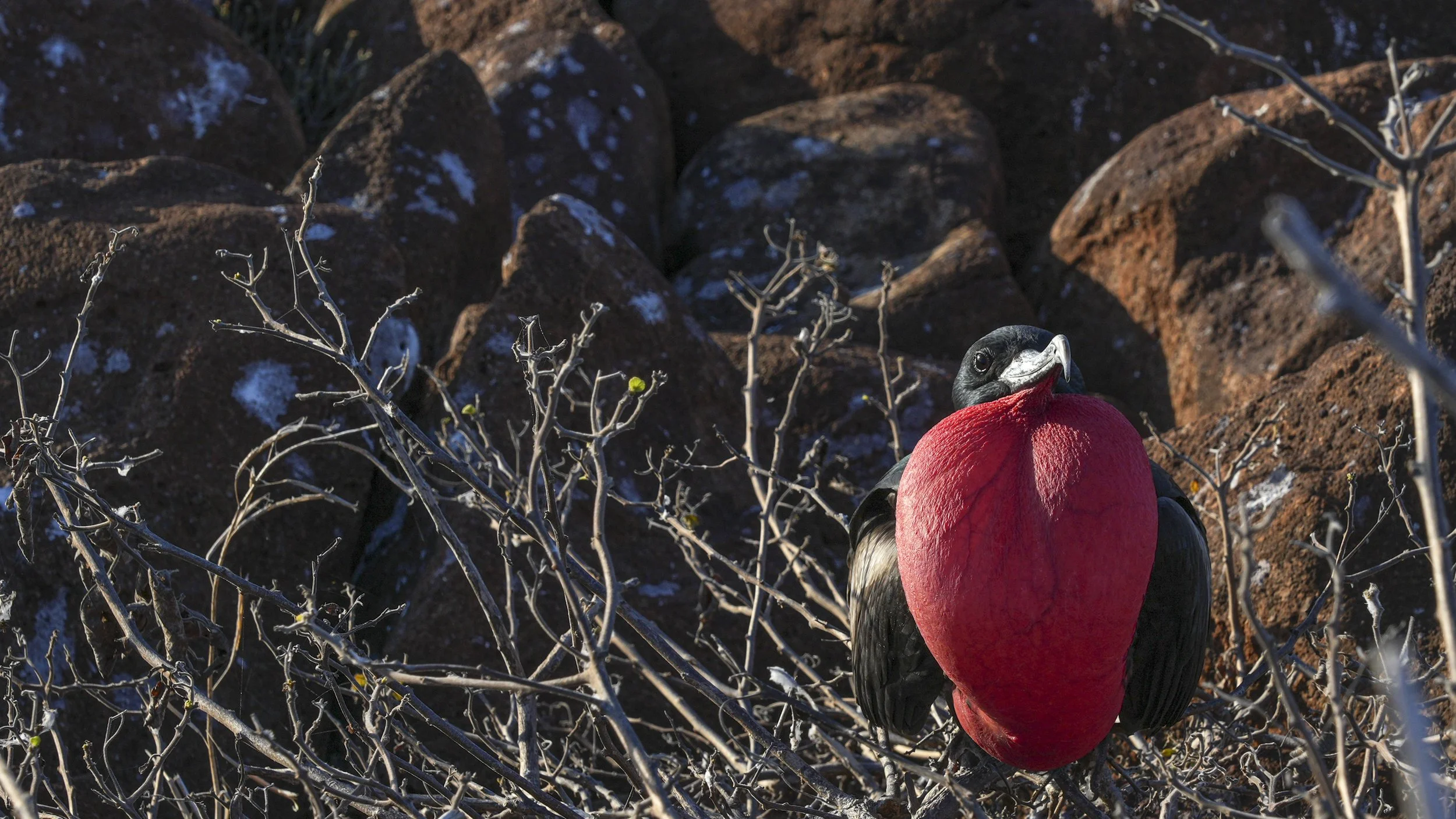 Frigate bird male .JPG