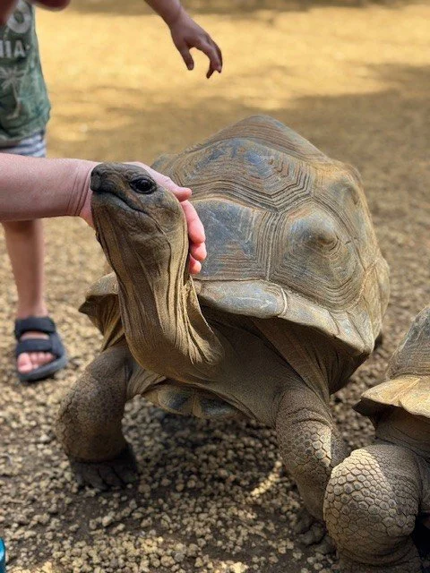 Giant tortoise & Alexander.jpg