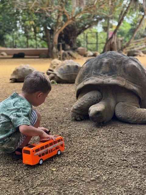 Giant tortoise.jpg