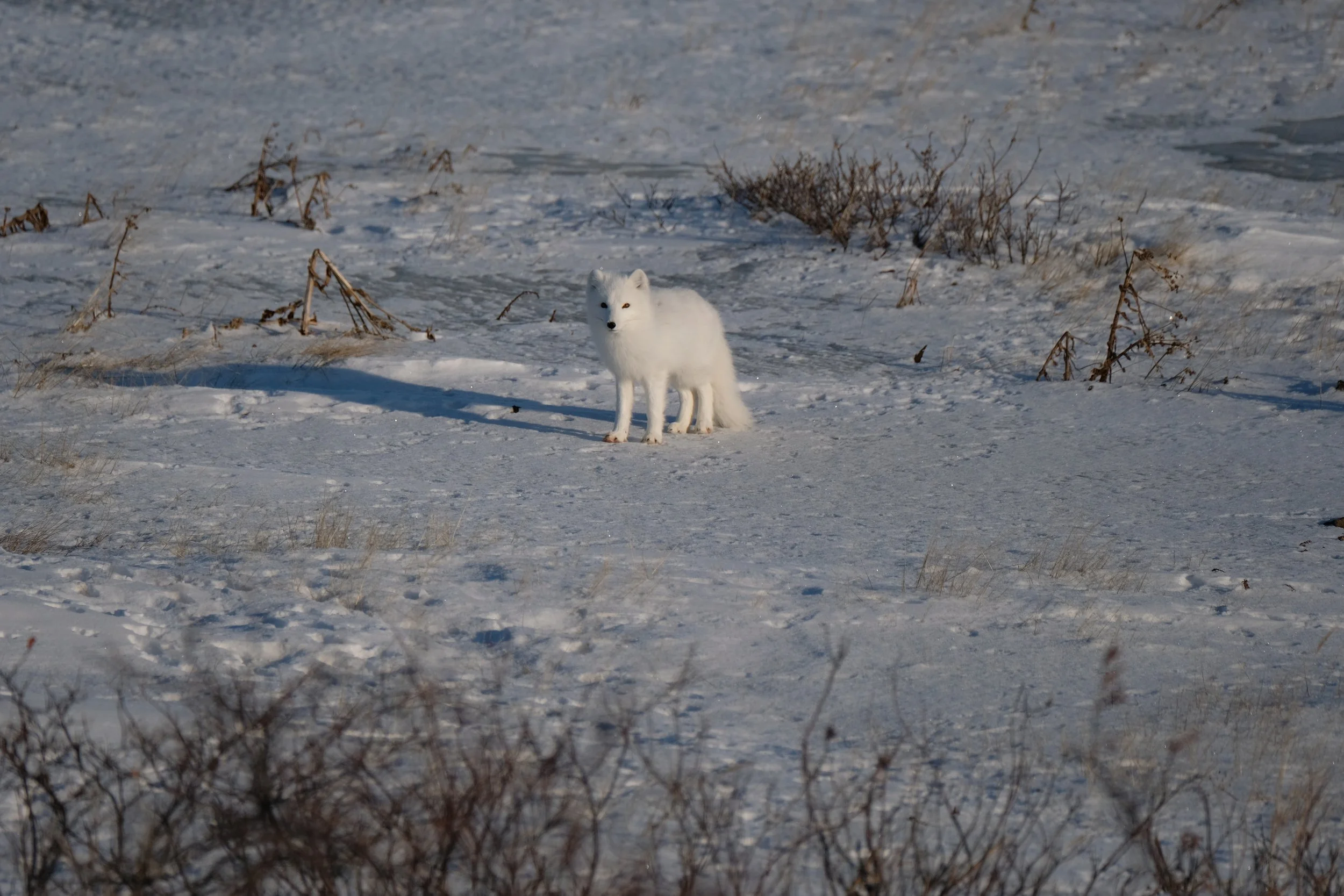 Churchill Arctic fox.JPG