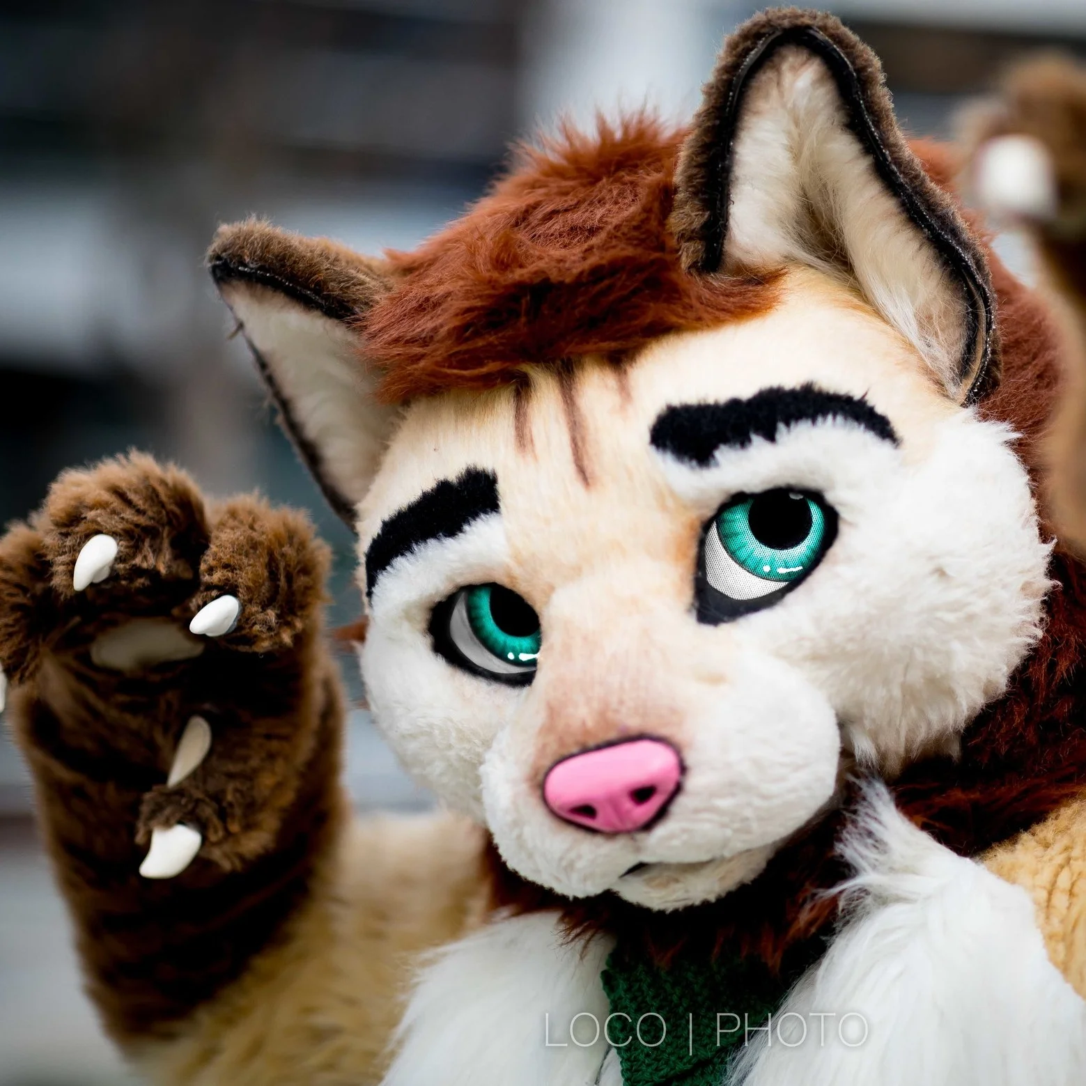 Calico