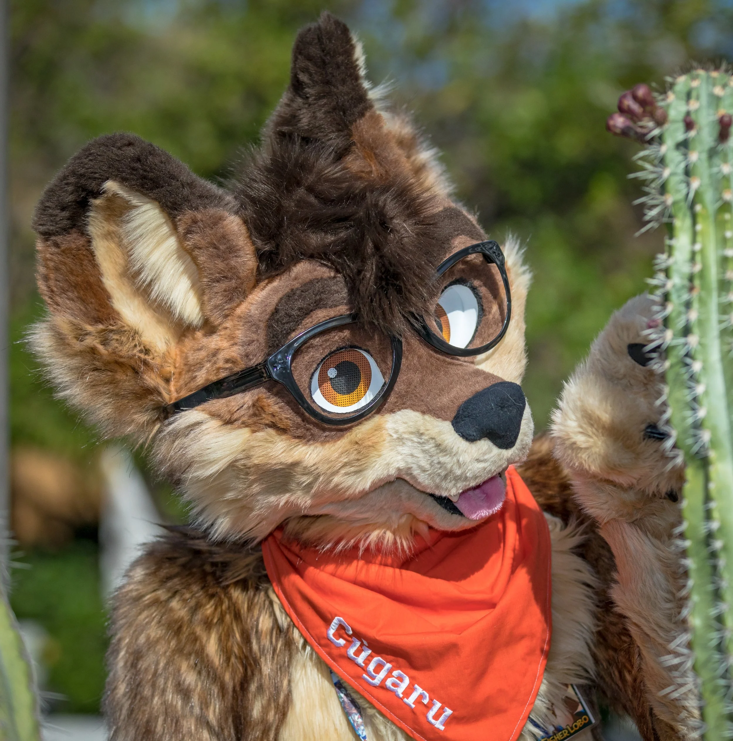 20190509_002601 - Cugaru Lobo.jpg