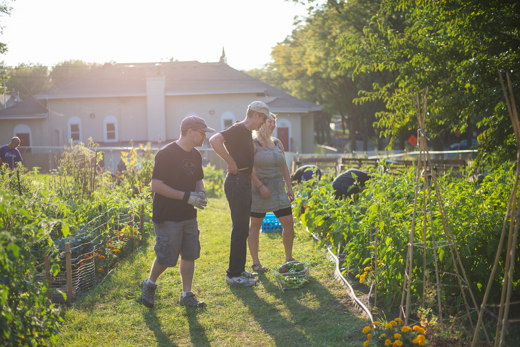  Dangerous Man Community Volunteers tend to the SNO Community Garden in Northeast Minneapolis // Photo by Max Lee, 2017 