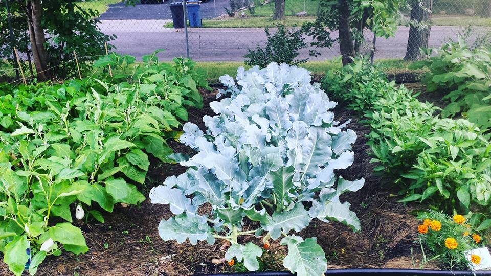  SNO Community Garden donation garden for Every Meal, 2017. 