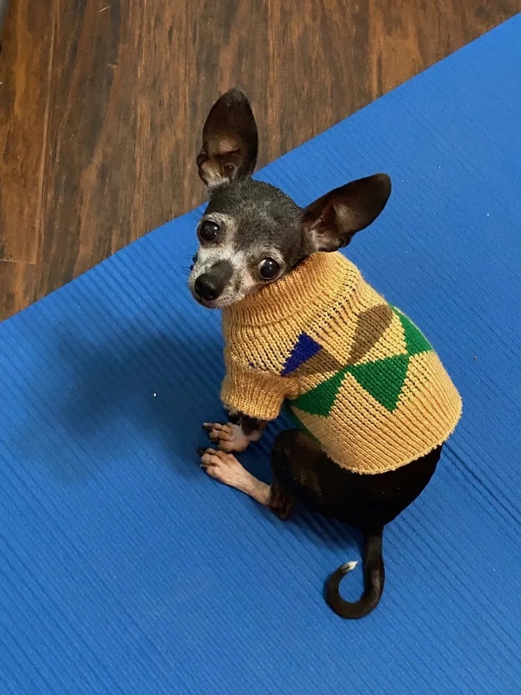 small dog with yellow sweater