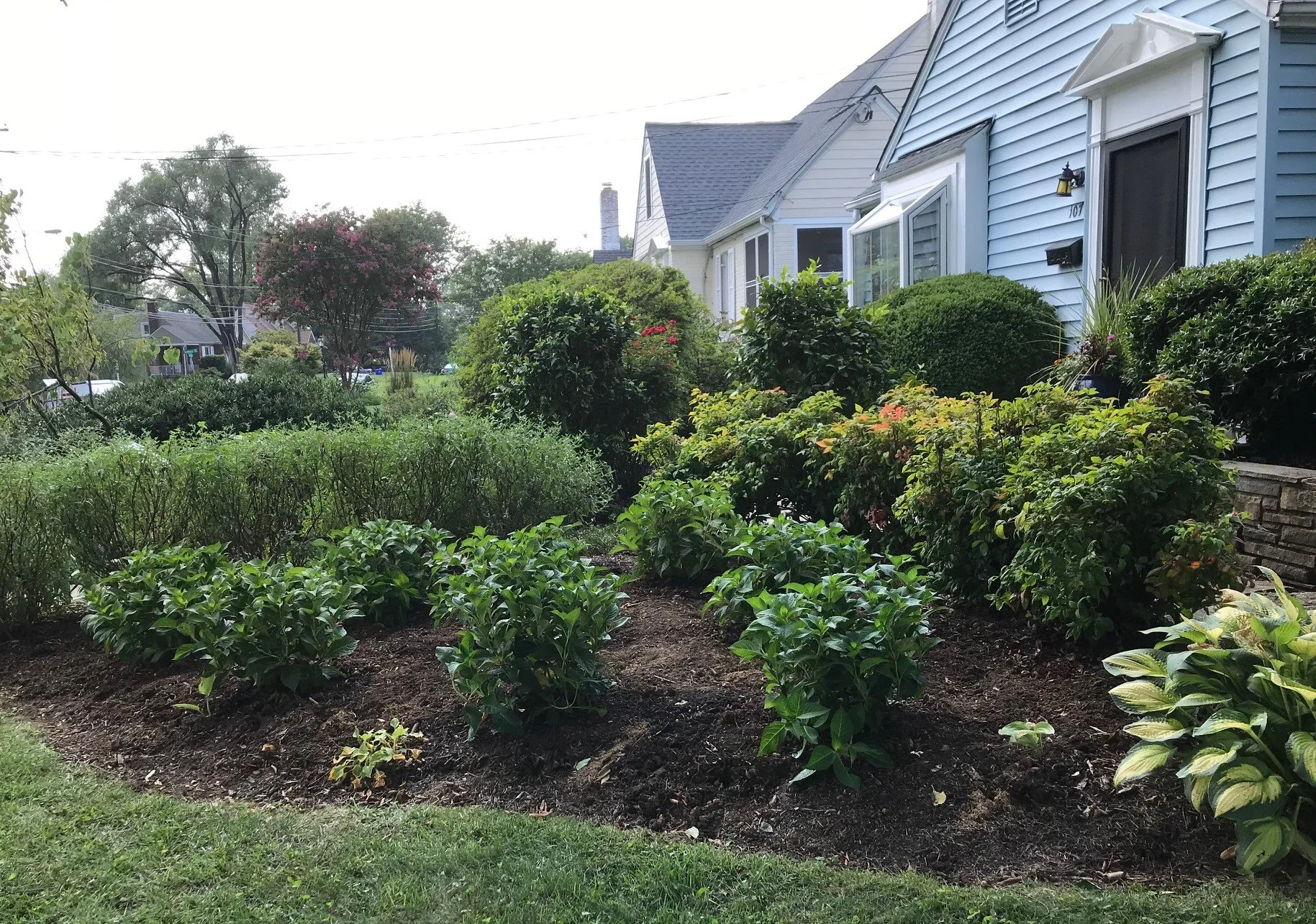  Lacecap hydrangeas replaced orange daylilies. 