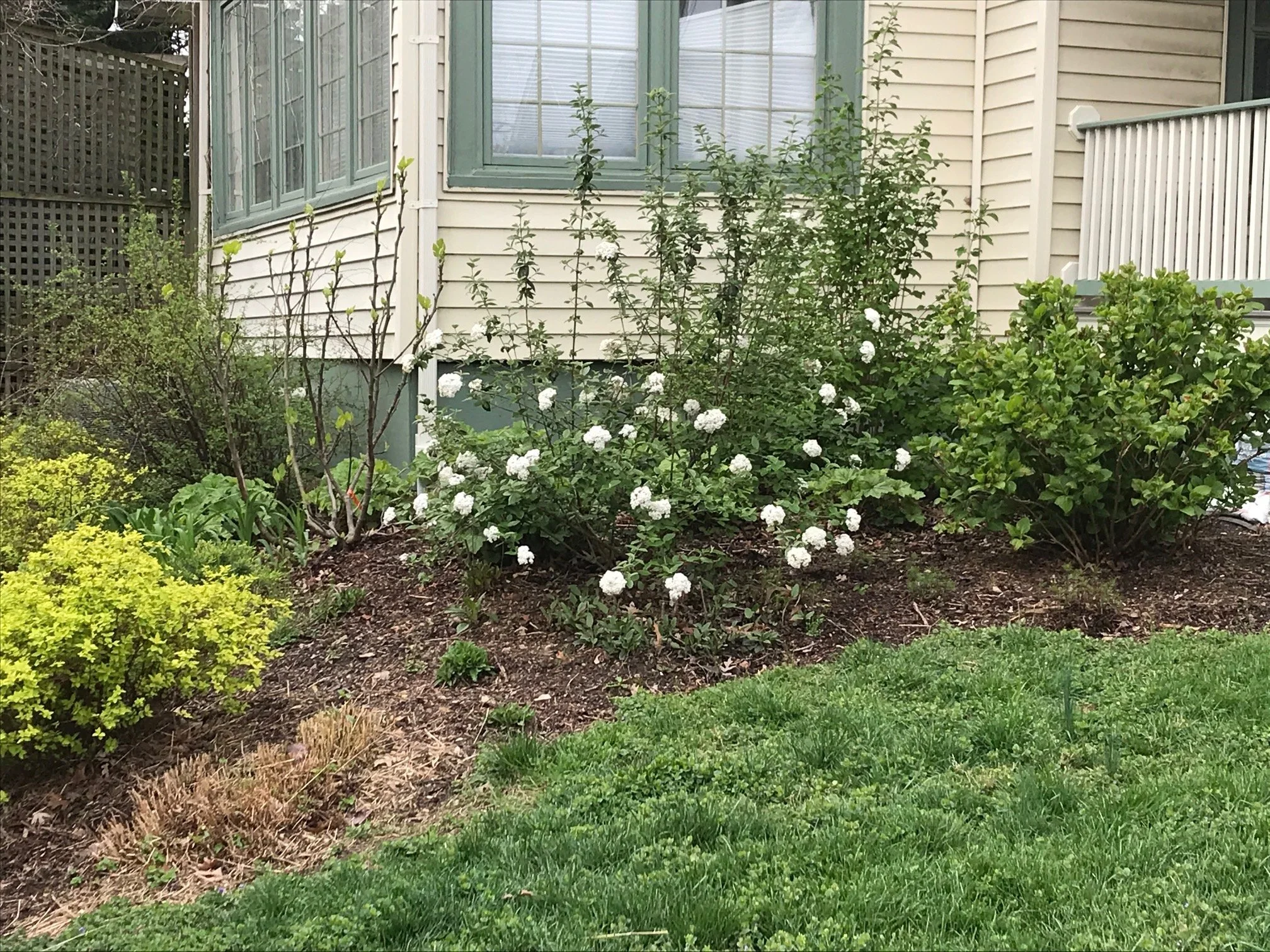  Shrubs add mass and color. 