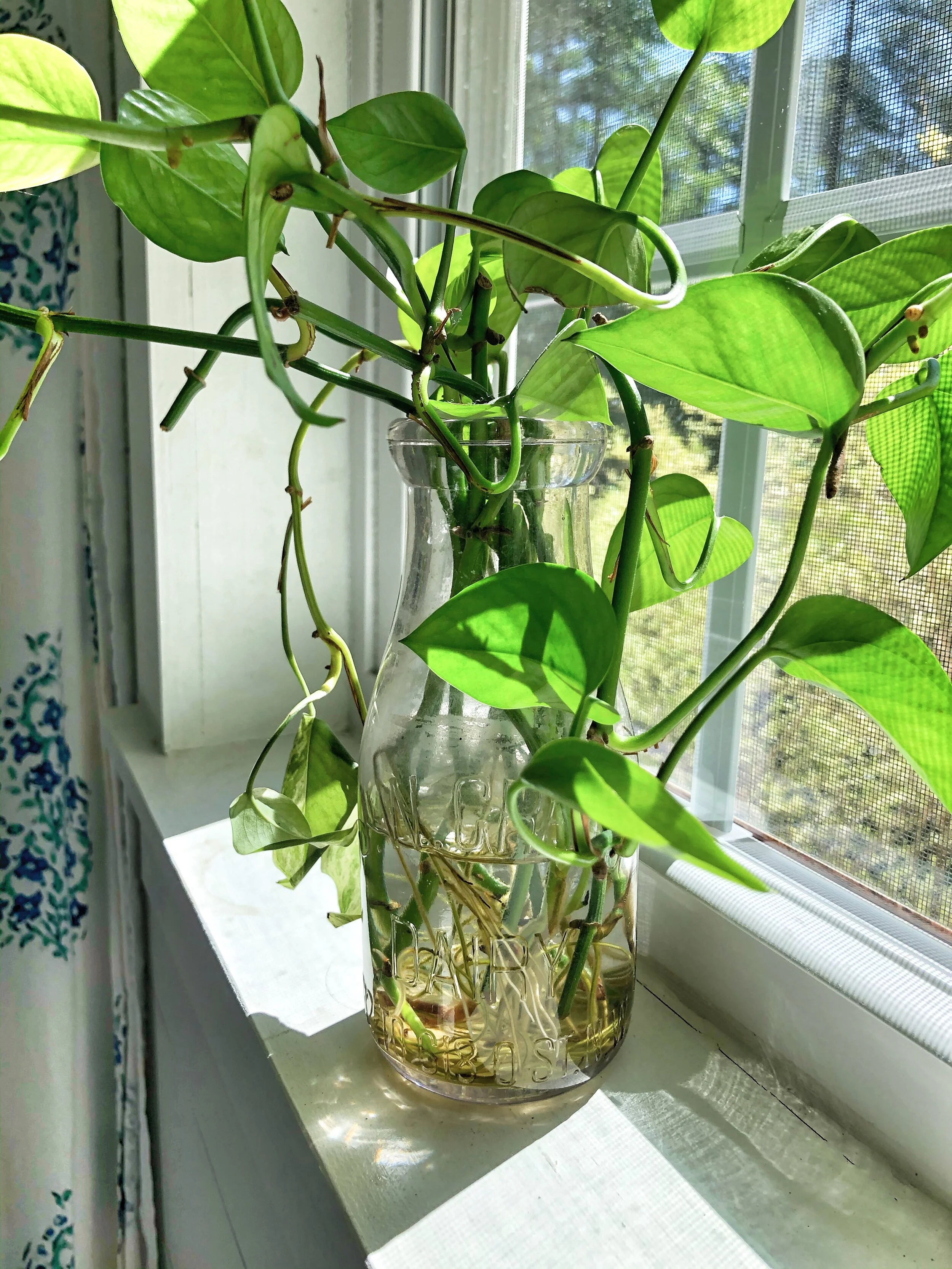 Clippings Clippings