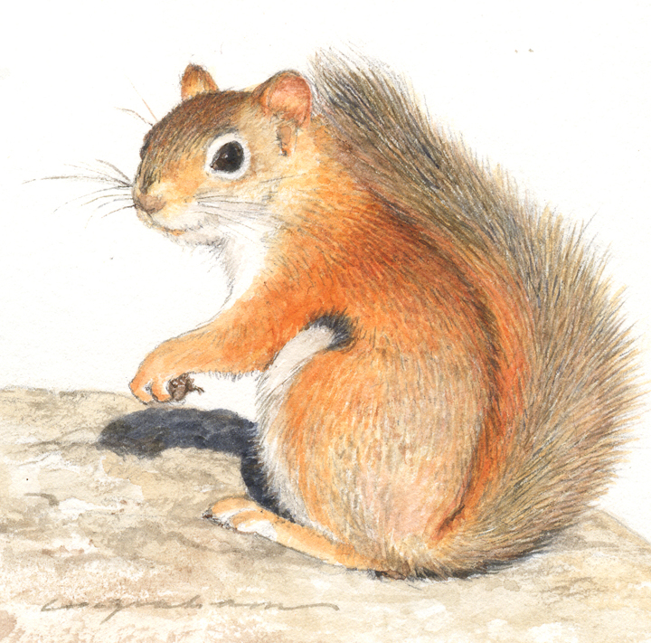 RedSquirrel.jpg