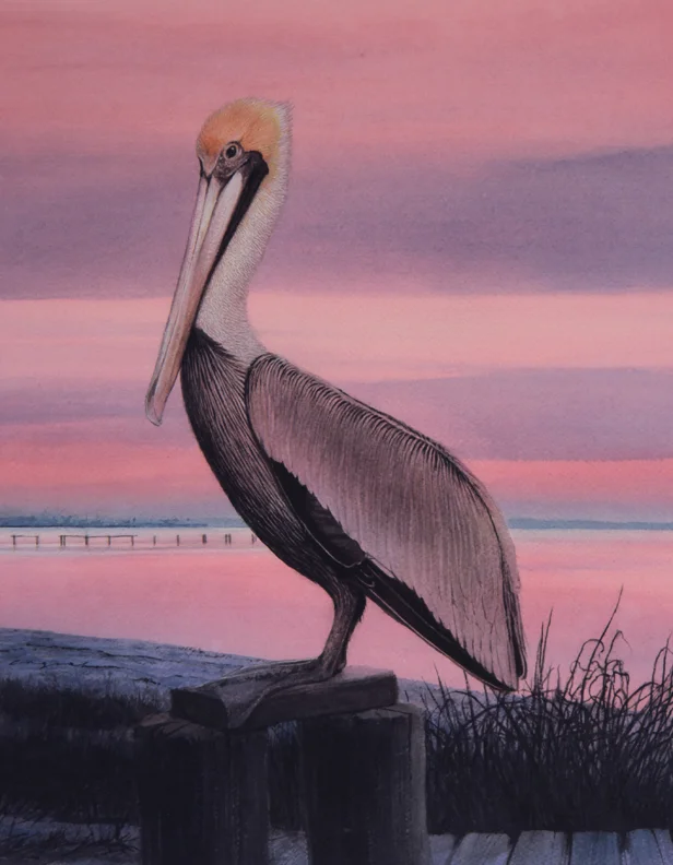 Pelican.jpg