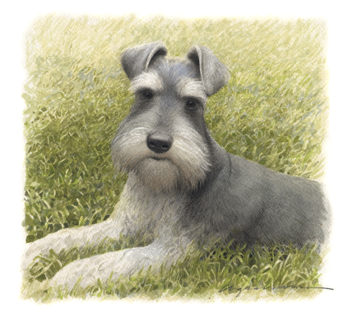 schnauzer.jpg