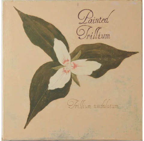 Trillium.jpg