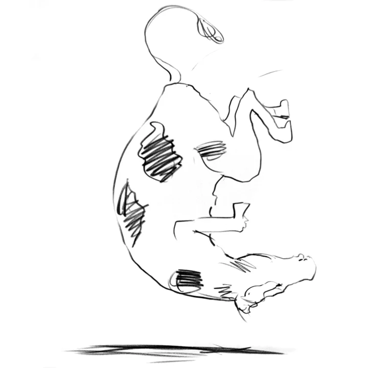 Cow-Gymnastics.jpg