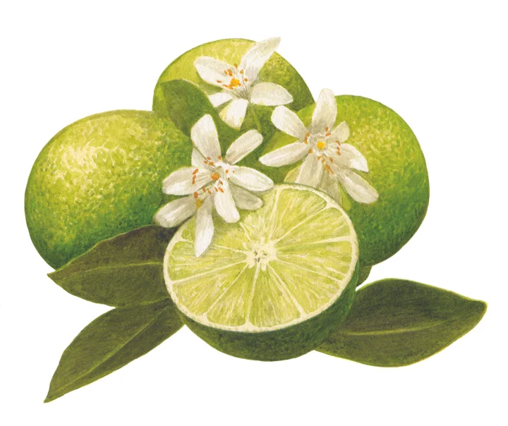 KeyLime.jpg