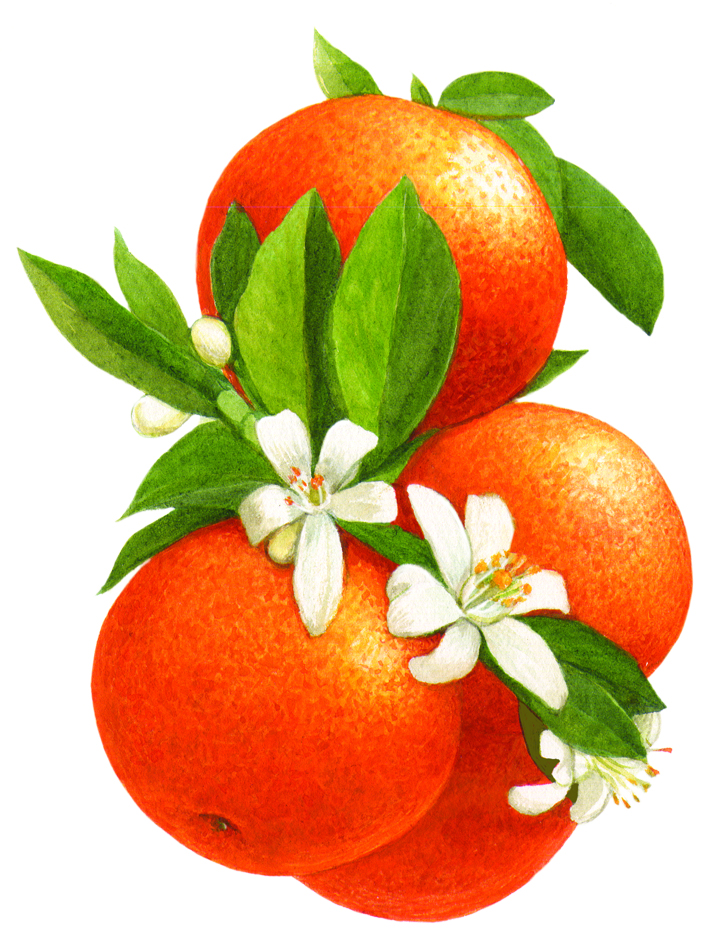Oranges.jpg
