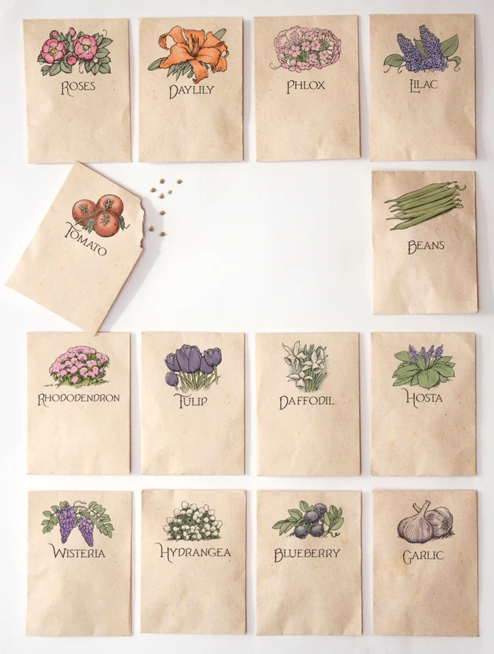 SeedPacketIllustration.jpg
