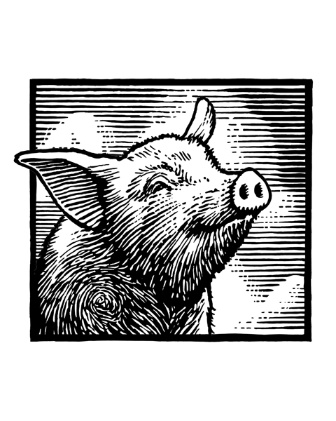Engraving style pig portrait