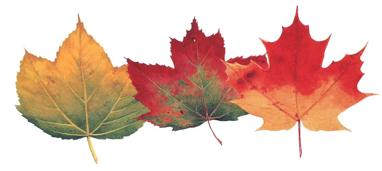 Maples.jpg