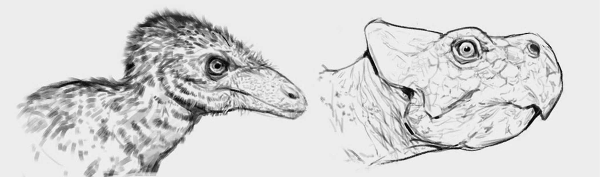 Songhorn Creature Art Studio Songhorn Sketches01 CreatureDinosaurPrehistoricPaleoartCeratopsianRaptorTherapodConceptSketch BUTTON