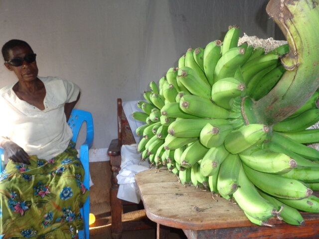 A woman from the village is seated on a blue plastic chair near a table holding many large green plantains.  She is wearing a white blouse and print skirt.