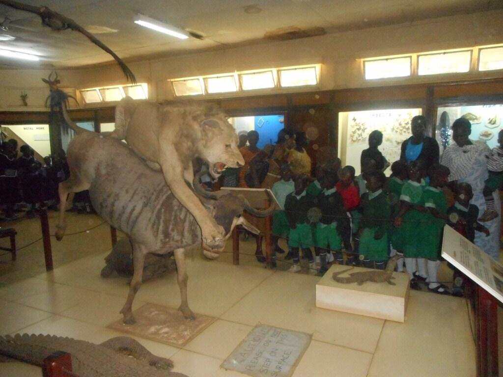 A crowd of schoolchildren and adults look at a stuffed display of a lion attacking a buffalo