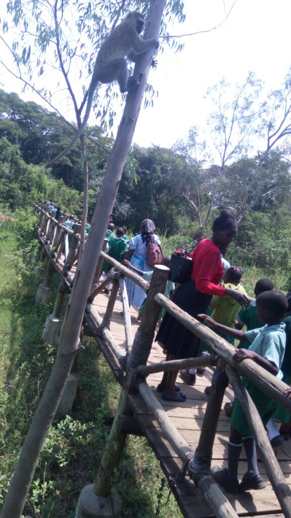 A monkey climbs a tree as schoolchildren and adults cross a bridge