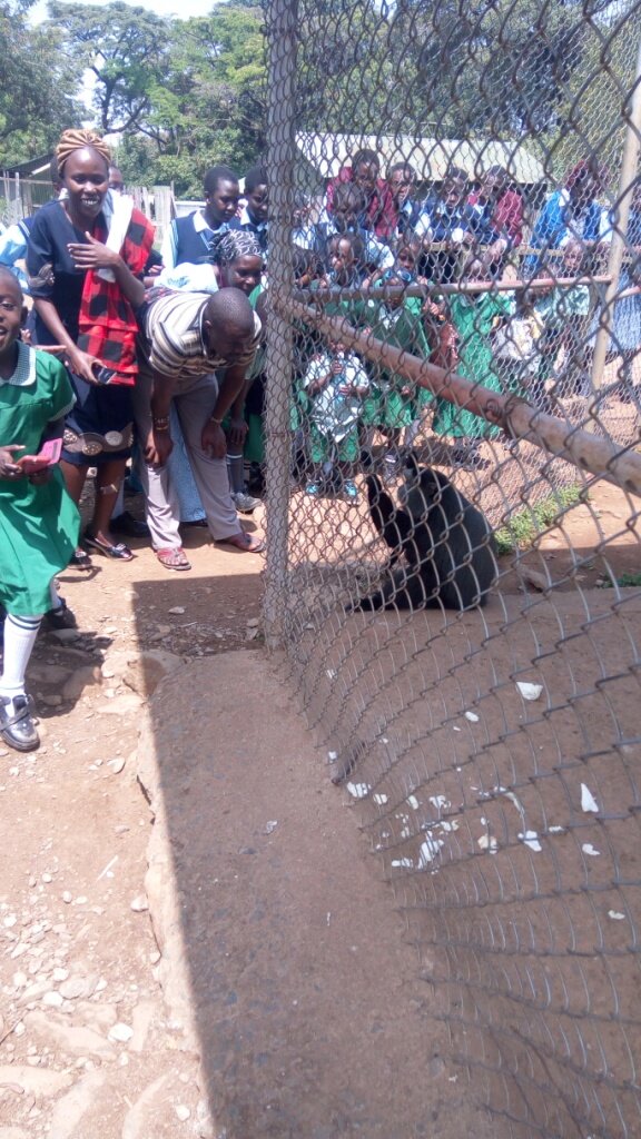 Schoolchildren and adults look at a smallish black hairy animal behind a fence