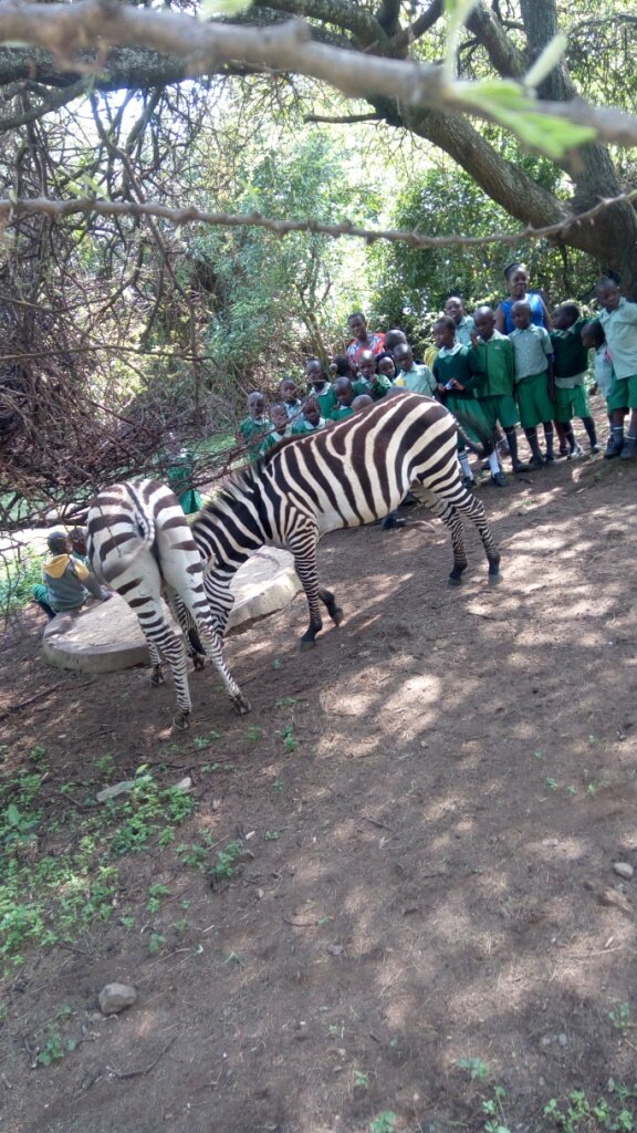 A crowd of schoolchildren and three adults look at two zebras